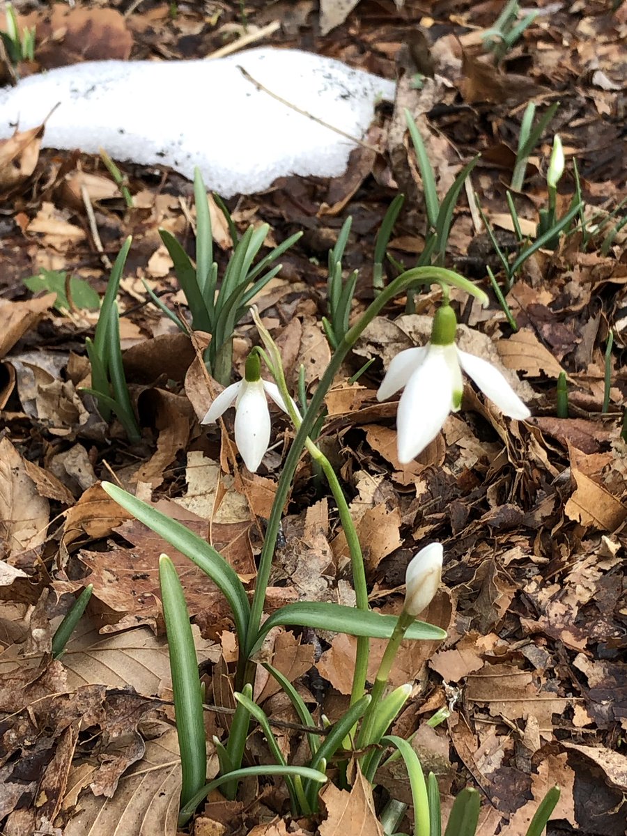 Tina Donato tweet media