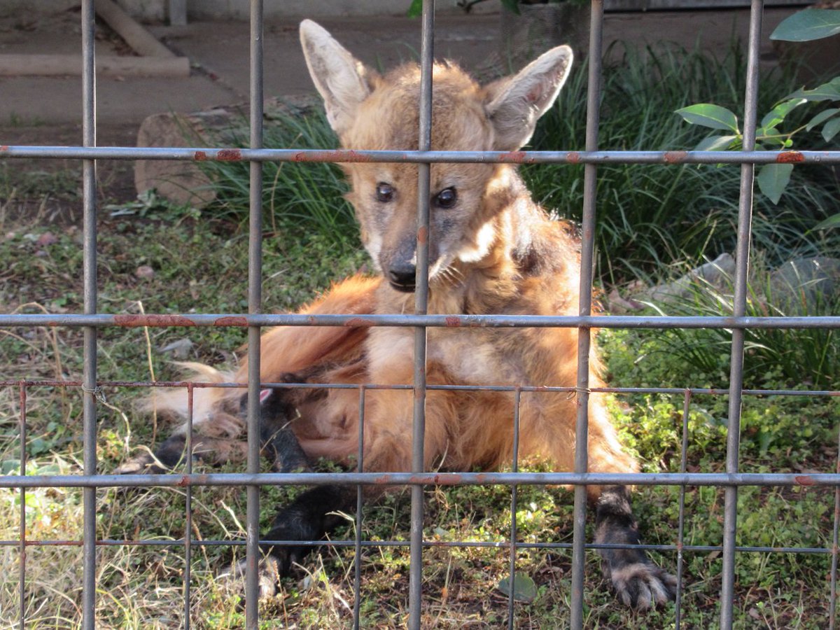 上野動物園 公式 おはようございます 上野動物園開園です 柵で少し見えにくいですが タテガミオオカミです