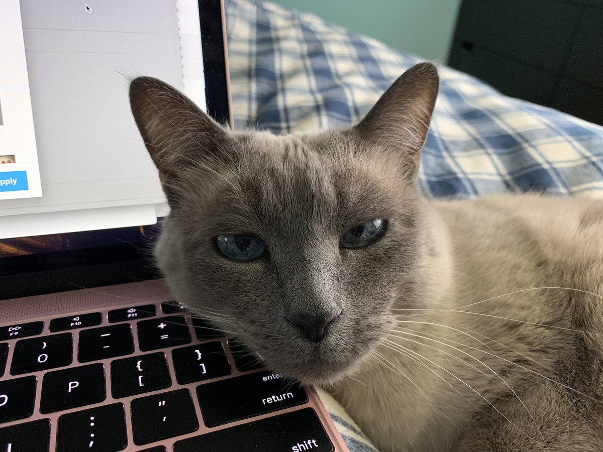 linebreak's tweet photo. @darth Supervisory gato! https://t.co/FIYprZTUJo