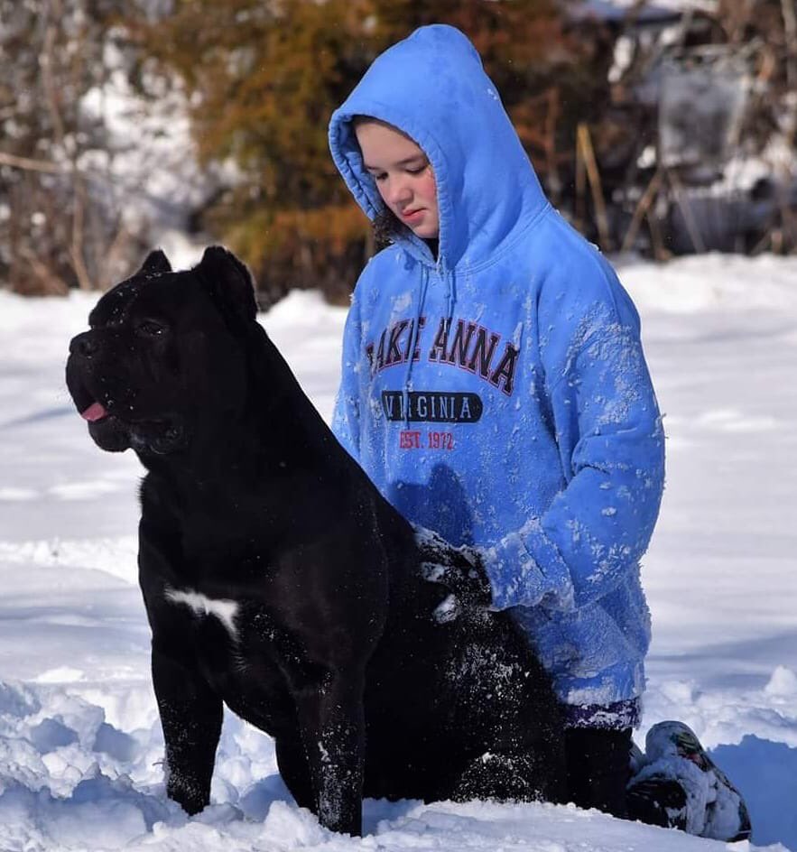 mycanecorso's tweet photo. Photo By Shelley Mehaffey #mycanecorso #tcccoa #canecorso #canecorsoclubofamerica #canecorsocool #italianmastiff #corsolover #canecorsofamily #corsolife #corsocool #koolcanecorso #canecorsosnowday https://t.co/UPferm79L6