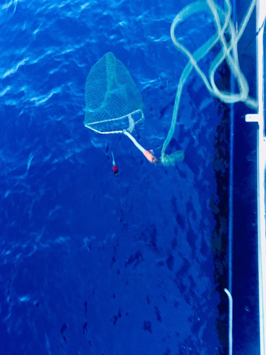 Charlie Huveneers tweet media