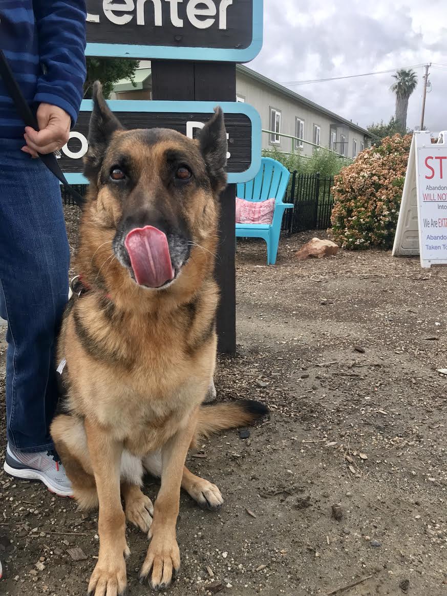 BrianBogs's tweet photo. #FosterFriday
Today, we are featuring 3 very special lady dogs (in honor of Valentines Day😊) from one of our favorite organizations - Seal Beach Animal Hospital!
Meet: Abigail🐶 Missy🐶 & Jackie🐶
Please let me know if interested in adopting!
#adoptdontshop #SBACC https://t.co/6wNvaiiqhU