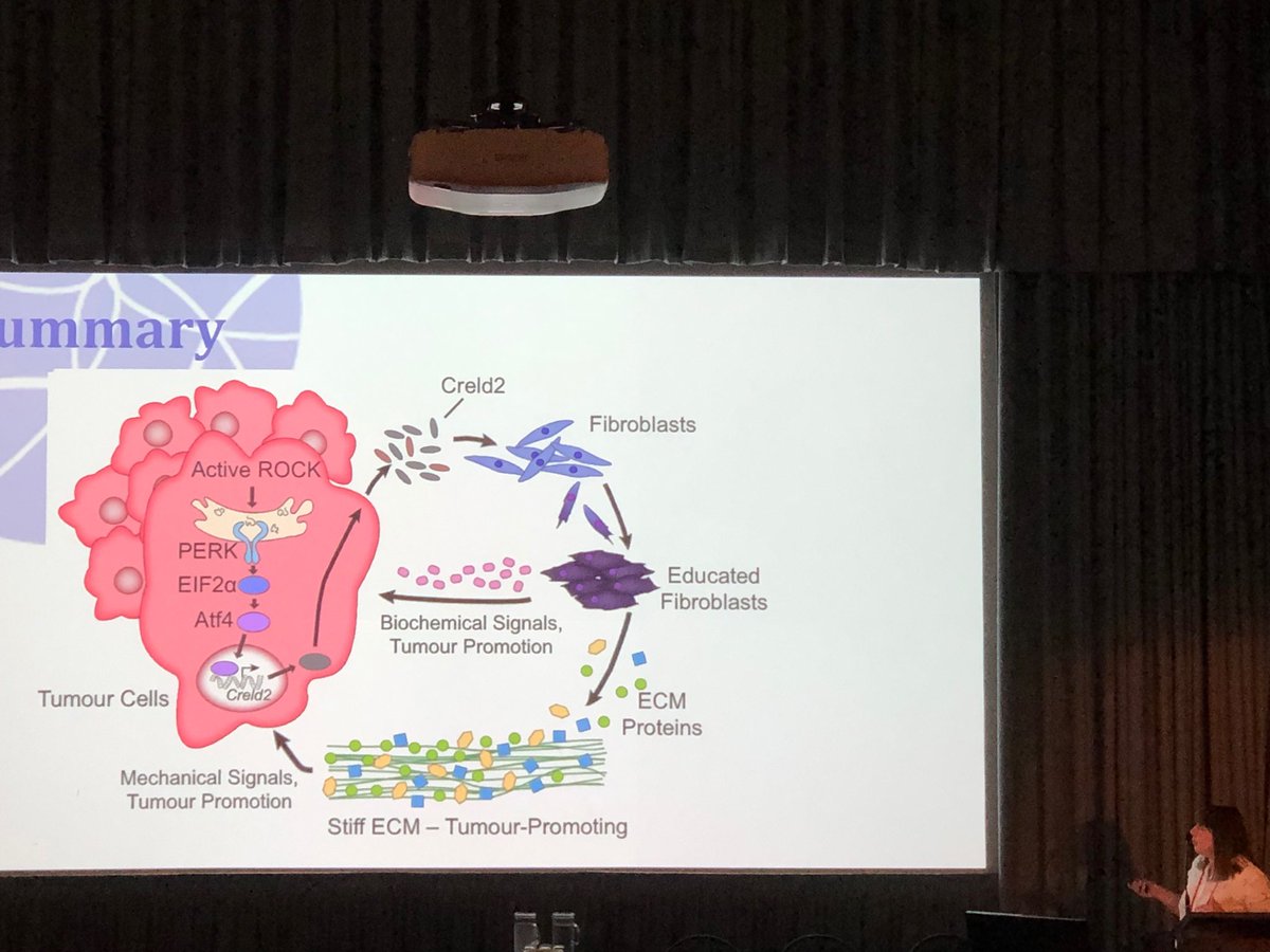 Sarah Boyle ROCKs ⁦⁦<a href="/LorneCancer/">Lorne Cancer Conference</a>⁩ #TME #Fibroblasts