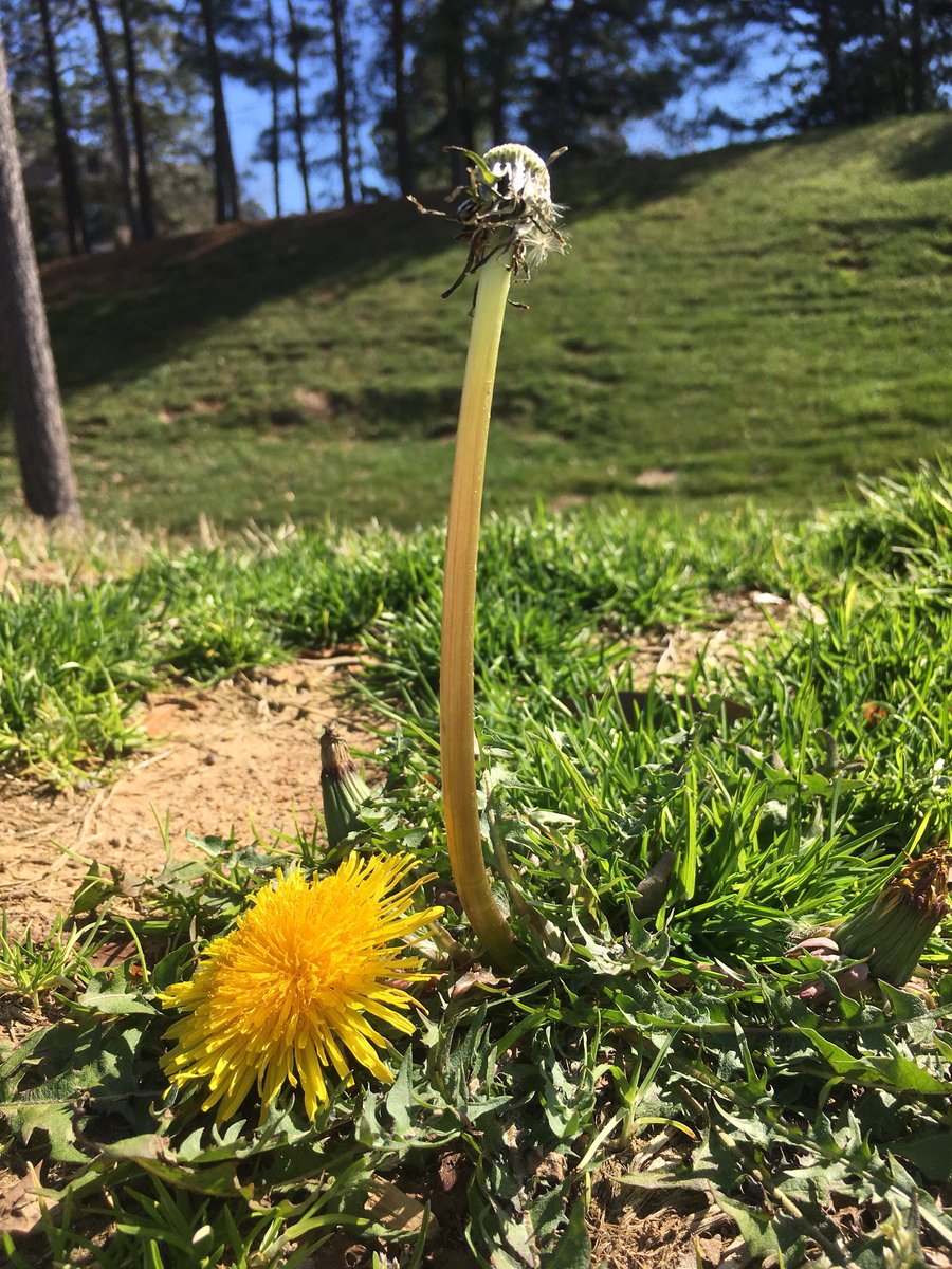 Dandelion Flower Meaning In Urdu Best Flower Site