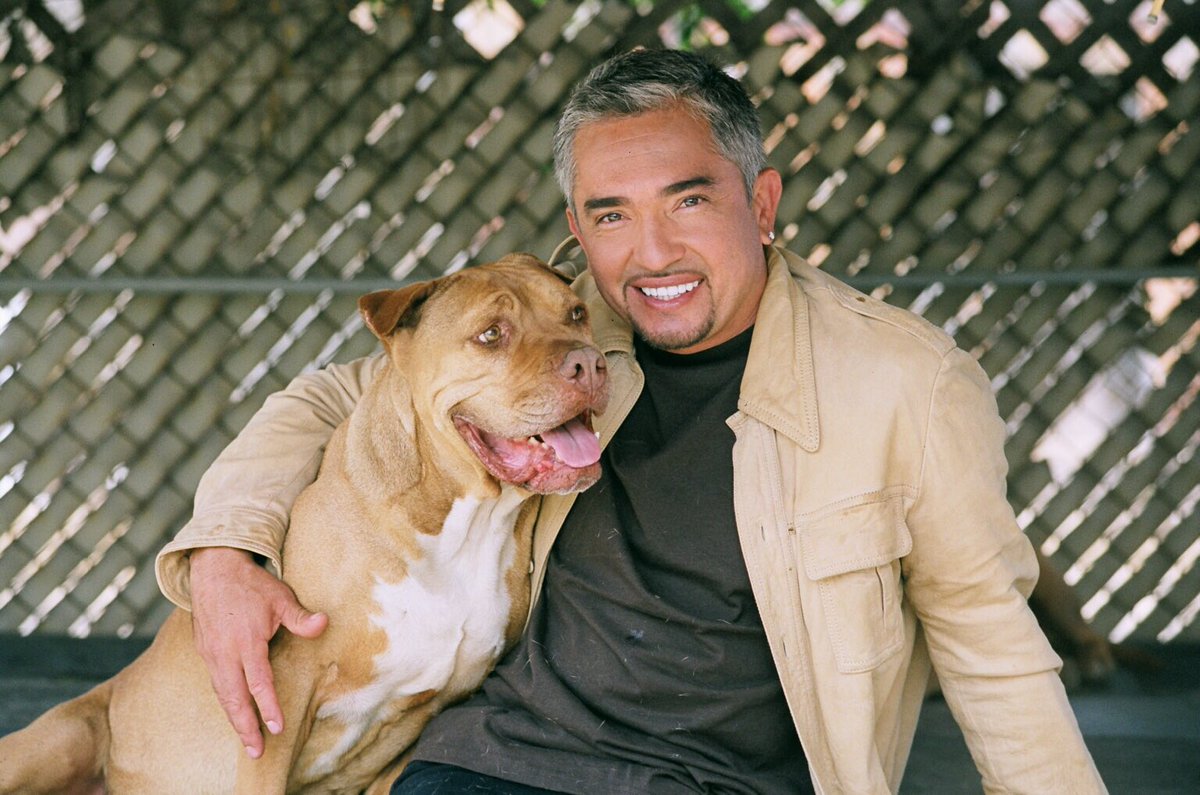 swanna6_su's tweet photo. シーザー・ミランの唯一の相棒として活躍した ‘Daddy’ (茶のピットブル)と、その後継 ‘Junior’ (グレーのピットブル)。
Daddyが亡くなった当時、シーザーはその絶望からドラッグで自殺未遂をしたことを告白した。
#CaesarMillan #シーザーミラン #DogWisperer #DogTraining #犬 #保護犬 #ペット https://t.co/n5Em5cqILF