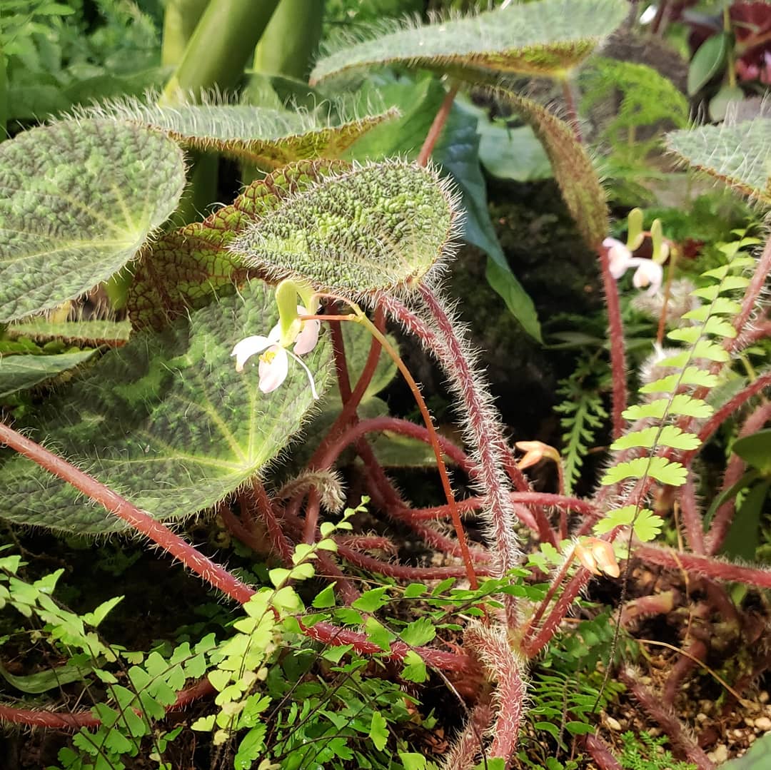 AnnInTheCloud's tweet image. It's nice to work in the jungle on some Fridays for a change of scenery. Thinking out of the box &amp;amp; inside the spheres. #bepeculiar #peculiarways #AmazonLife