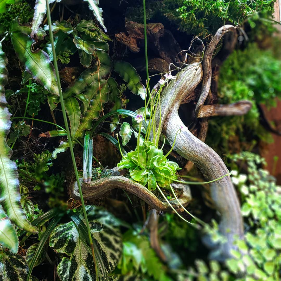 AnnInTheCloud's tweet image. It's nice to work in the jungle on some Fridays for a change of scenery. Thinking out of the box &amp;amp; inside the spheres. #bepeculiar #peculiarways #AmazonLife