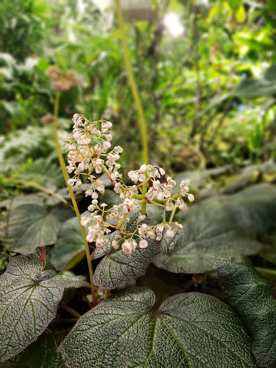 AnnInTheCloud's tweet image. It's nice to work in the jungle on some Fridays for a change of scenery. Thinking out of the box &amp;amp; inside the spheres. #bepeculiar #peculiarways #AmazonLife