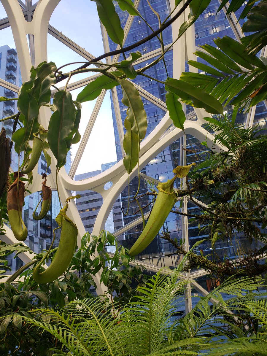 AnnInTheCloud's tweet image. It's nice to work in the jungle on some Fridays for a change of scenery. Thinking out of the box &amp;amp; inside the spheres. #bepeculiar #peculiarways #AmazonLife