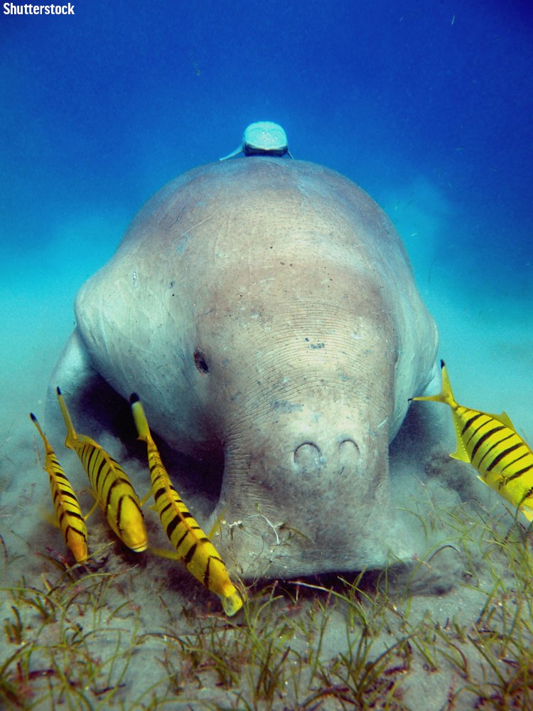 Is that a manatee? Nope! It may look like one, but it's actually a dugong. The dugong is a species of sea cow found throughout the warm latitudes of the Indian &amp; western Pacific Oceans. It is the only member of the Dugongidae family, and its closest living relatives are manatees.