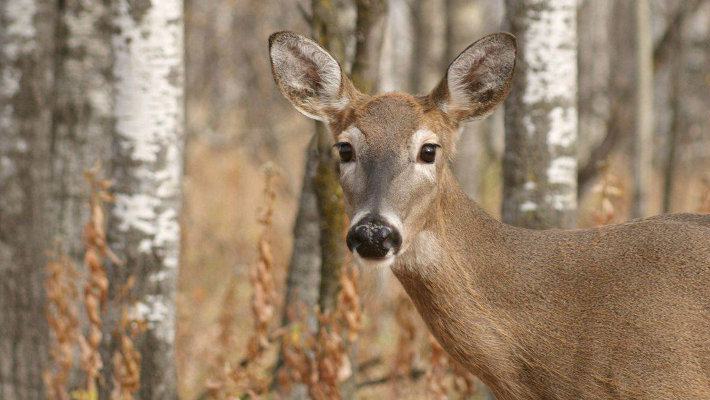 kmbc's tweet image. Here's what you need to know about the 'zombie’ deer disease now impacting wildlife in 24 states bit.ly/2DO2ds7
