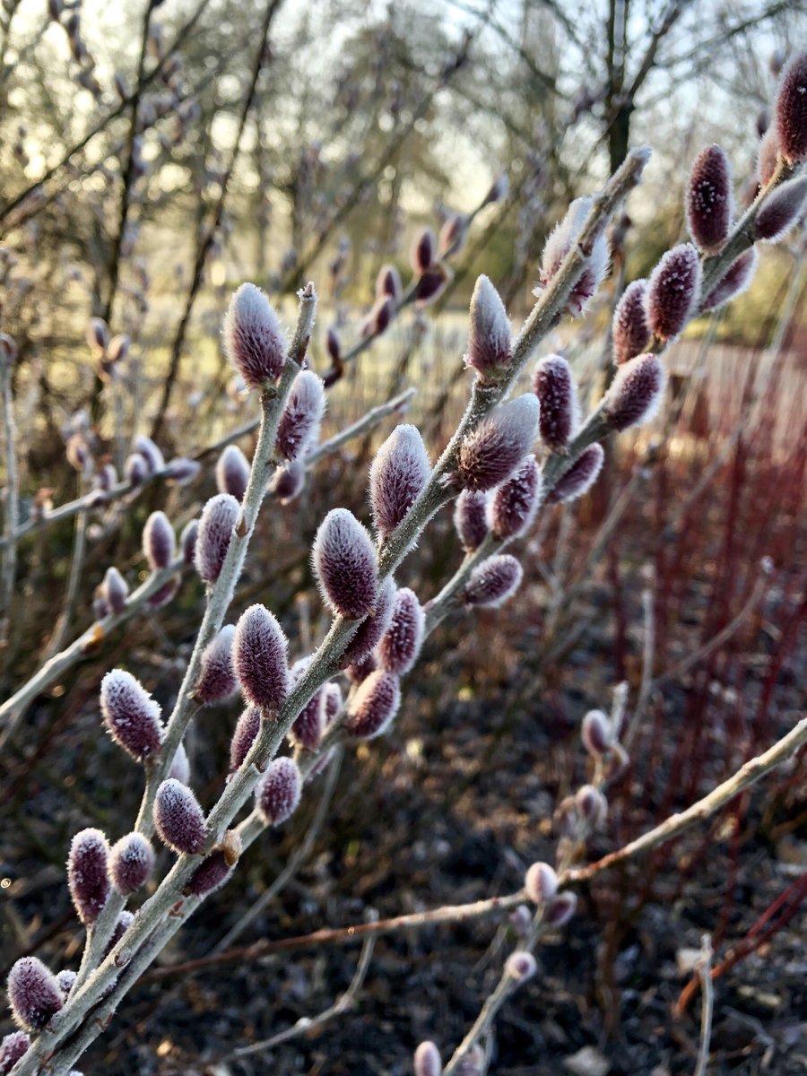 The adorable silvery red catkins of Salix ‘Mount Aso’ starting to open on the Winter Walk @RHSWisley