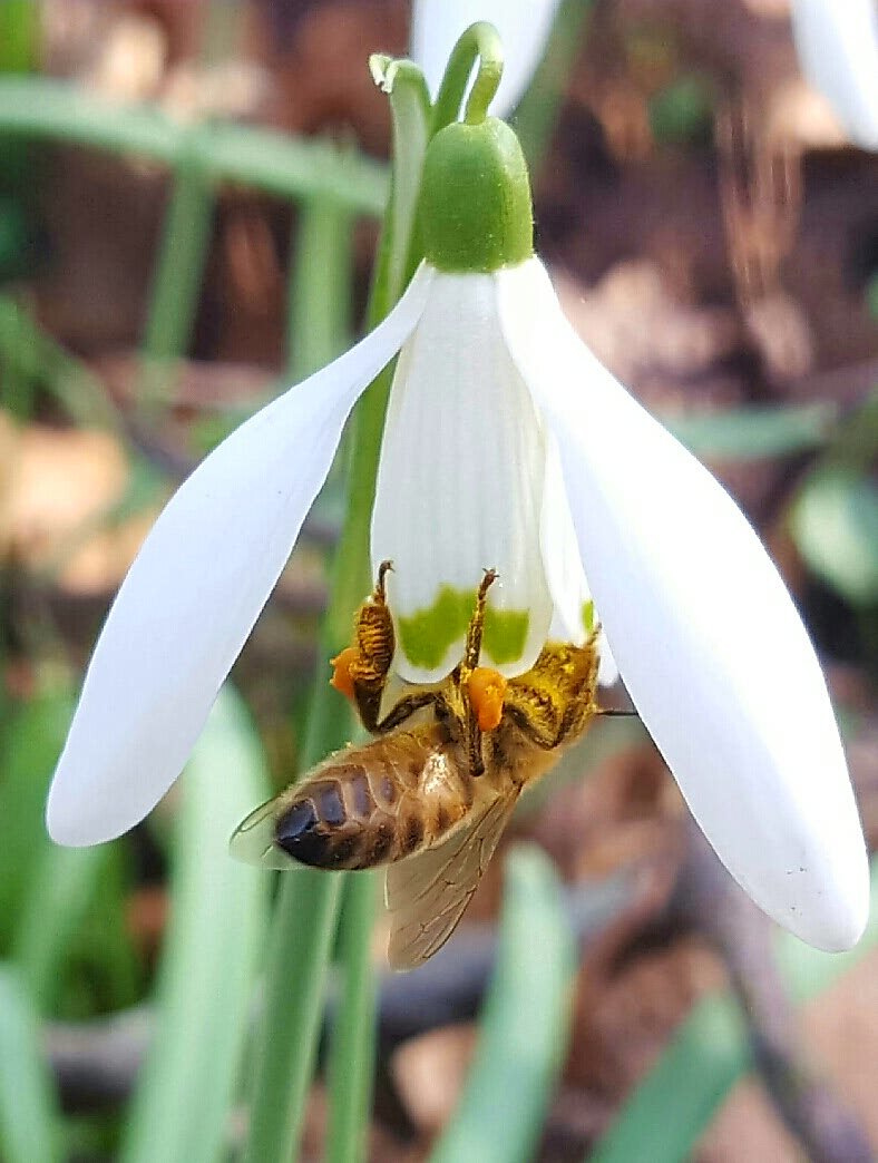 pimlemmers's tweet photo. En daarom zijn krokussen en sneeuwklokjes in het voorjaar een belangrijke voedselbron voor #wildebijen #bijen en #insecten 
#bloembollen https://t.co/YHNBqSP61m
