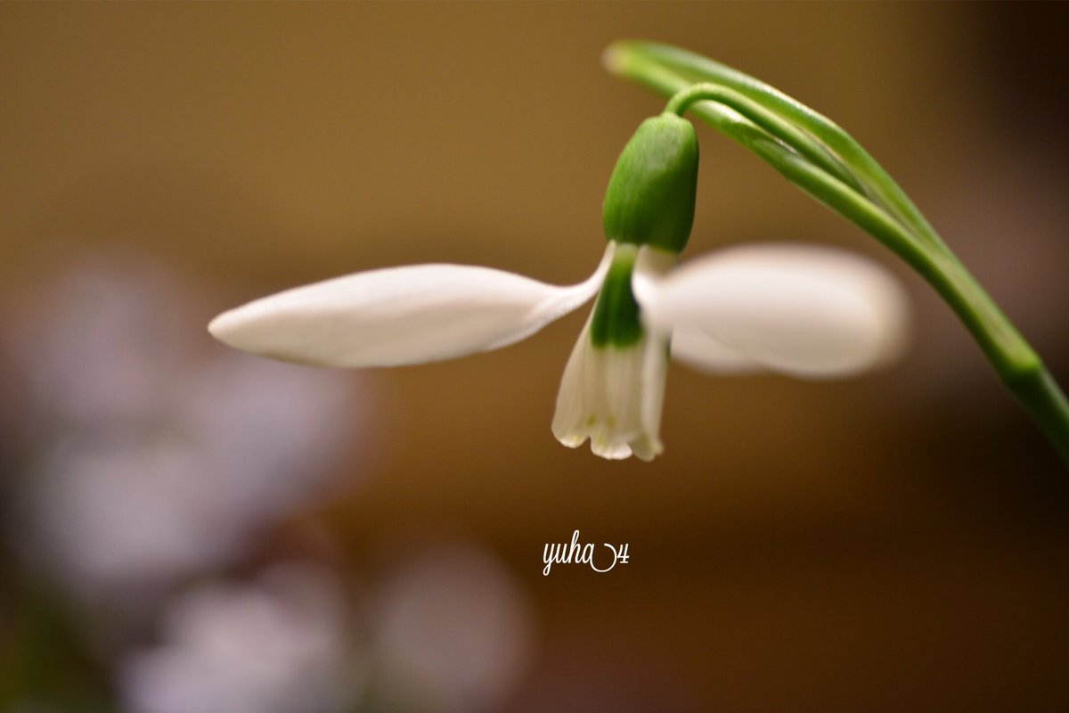 スノー ドロップ 花 言葉 スノードロップの花言葉と怖い伝説 優しい物語 スノー ドロップ 花 言葉 スノードロップの花言葉と怖い伝説 優しい物語