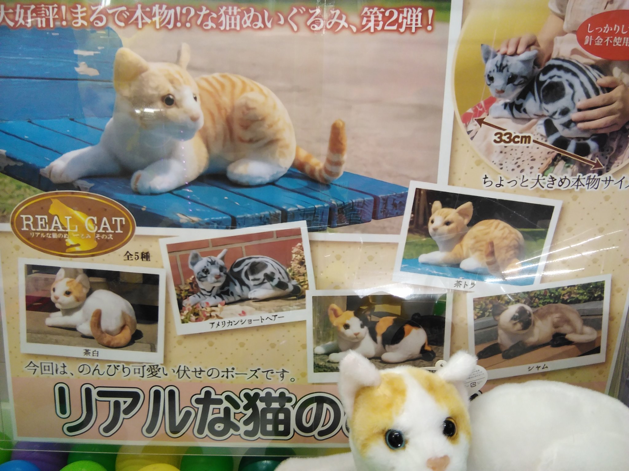 草 避けられない 舗装する リアル な 猫 の ぬいぐるみ Lakeviewbcs Org 草 避けられない 舗装する リアル な 猫 の ぬいぐるみ Lakeviewbcs Org