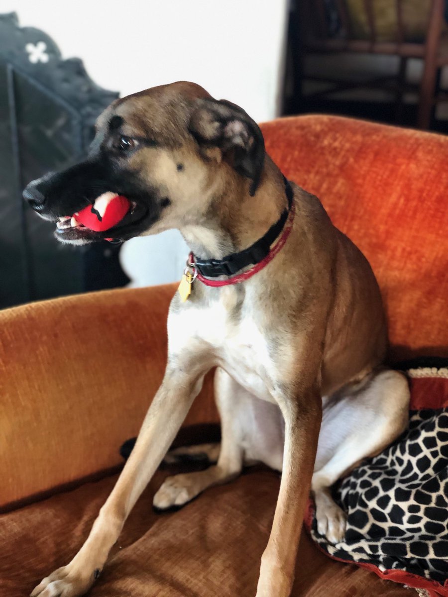 Friends my puppy Santos got spooked and broke free from a trainer tonight in the Lincoln Heights area zip code 90031
Last seen near Broadway / between Avenue 19 and Avenue 20 at approx. 3:30pm. She is incredibly sweet and friendly and has a chip. Please RT