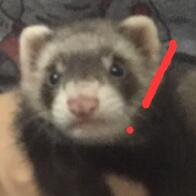 MTLR_Twi's tweet photo. Mascot of MTLR https://t.co/iyImLJhaIY