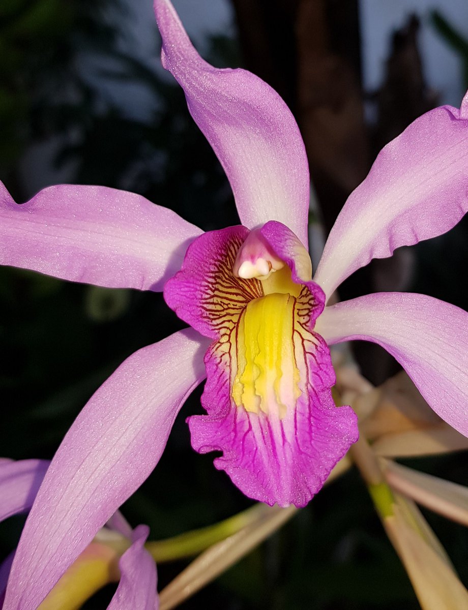 Schomburgkia superbiens finally bursts into flower <a href="/BictonPark/">Bicton Park</a>