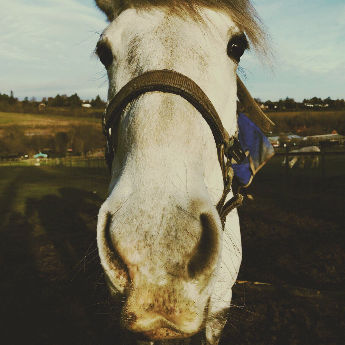 BockettsFarm's tweet photo. Princess Alaska ๐ #princesspony #princessalaska #wintersun #sunshine #beautifulday #horsesofinstagram #happyhorse #horselover #farm #farmlife #daysoutwithkids https://t.co/UThEPt4nwg