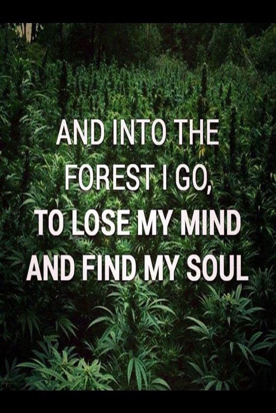 buyweed365's tweet photo. A #marijuana forest would be awesome! What do you think guys?? 💚🌿
#Quote #stonerquote #saturday #quoteoftheday #marijuanaquote #canabis #hemp #cannabisculture #cannabiscommunity https://t.co/EbqSjPvbL0