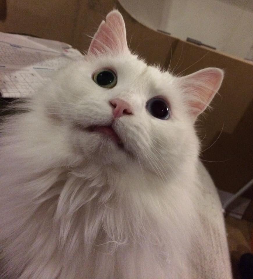 PangurBn5's tweet photo. I was bored so I did that thing that makes the humans think there’s a big spider on the wall behind them. There was no 🕷. But I kept it up for a looong time 😸😸 https://t.co/GJDD12FQJU