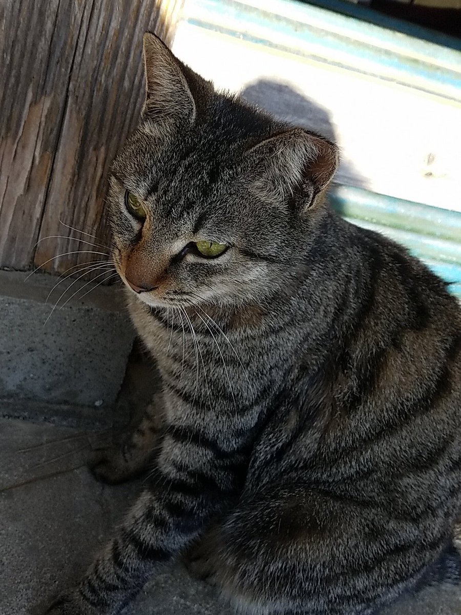 sheko229a's tweet photo. 毎年今ごろの初詣と、今年こそ！の優勝祈願。大吉出たの人生初かも☺
お参り前にこの猫ちゃんと戯れた。幸運の猫ちゃん😺
#fmarinos　#優勝祈願　#幸運の猫 https://t.co/QrsNKFEhnE