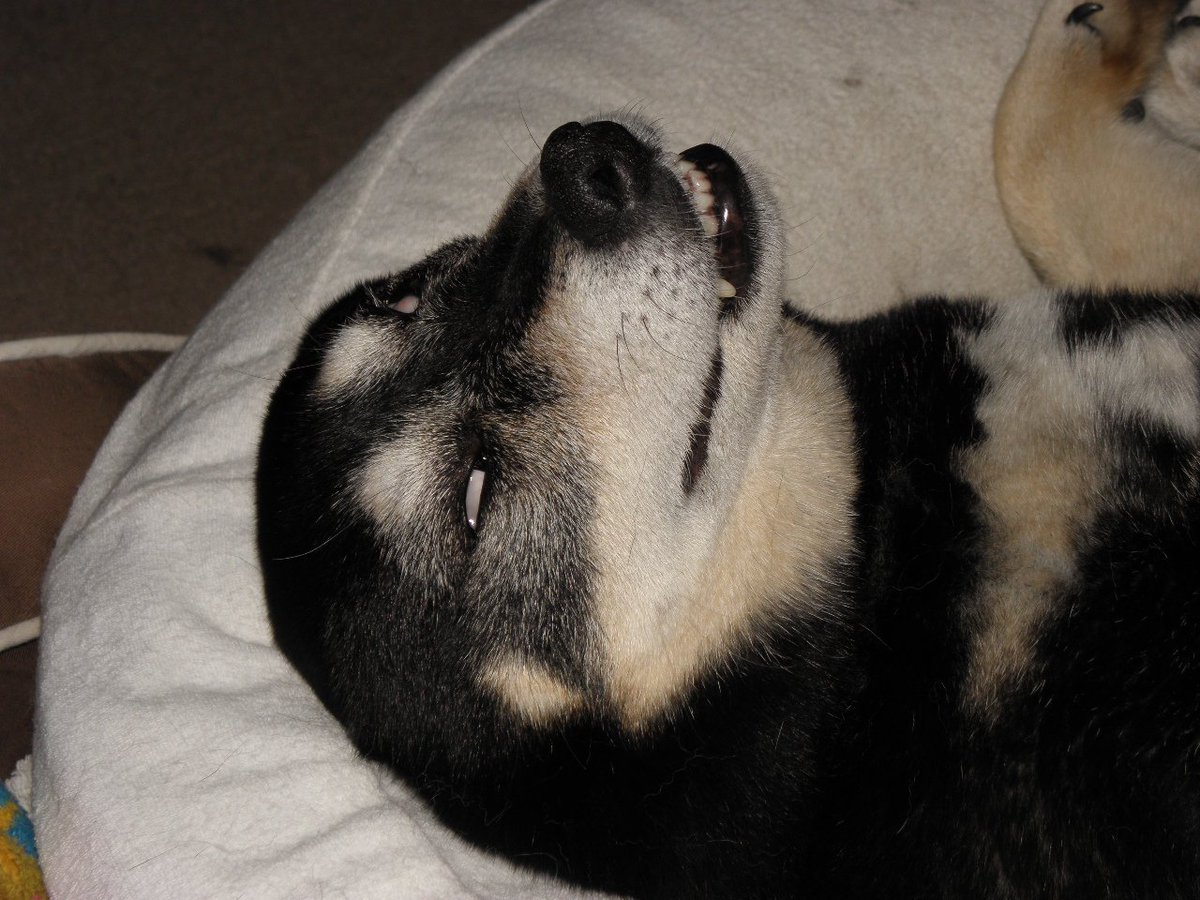 せいたろう على تويتر ゲイツくんの死に顔の既視感の正体これやわ 犬が白目むいて寝てる時の顔