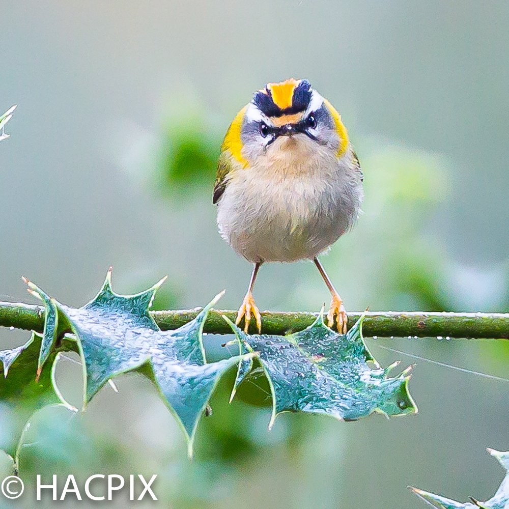HACPIX's tweet image. Some more #Firecrest pics on #HengistburyHead #Dorset and within them, the &quot;personality&quot;of this tiny bird. &quot;A&quot; is for Aggression..#crest down or up.