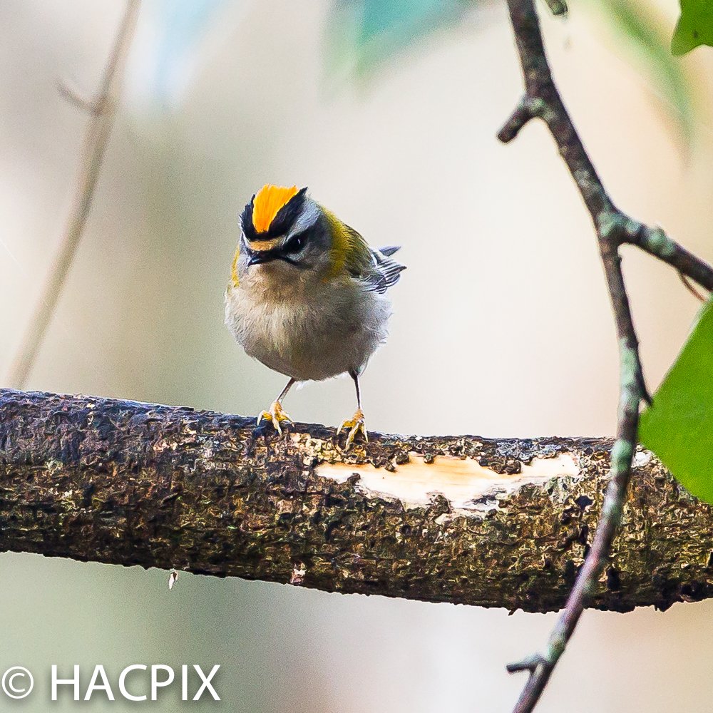 HACPIX's tweet image. Some more #Firecrest pics on #HengistburyHead #Dorset and within them, the &quot;personality&quot;of this tiny bird. &quot;A&quot; is for Aggression..#crest down or up.