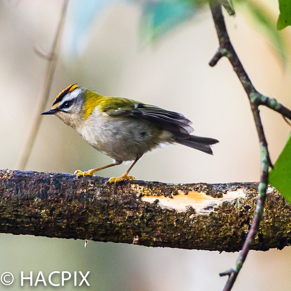 Some more #Firecrest pics on #HengistburyHead #Dorset and within them, the 'personality'of this tiny bird. 'A' is for Aggression..#crest down or up.