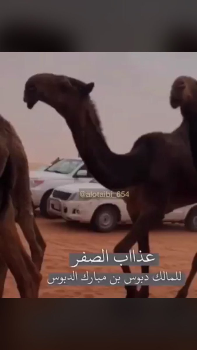 🔥 عاشق الذود🔥 (@y_sr76) on Twitter photo 