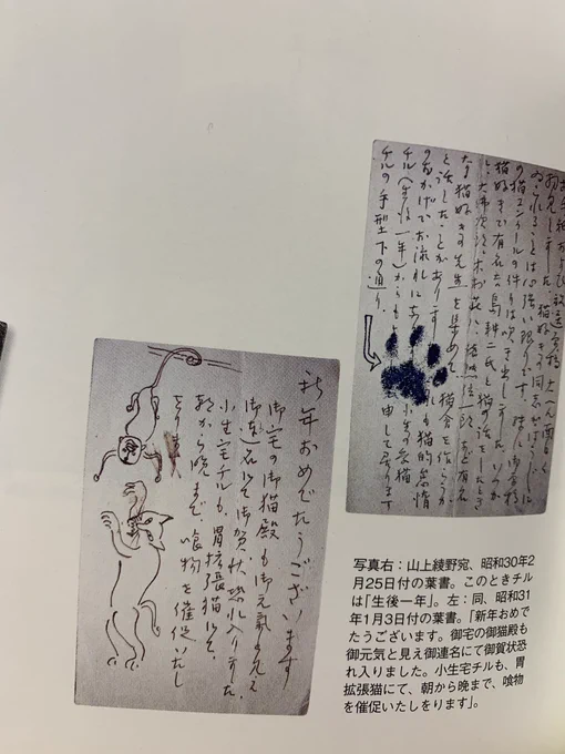 三島の描く猫の味わい深さ 