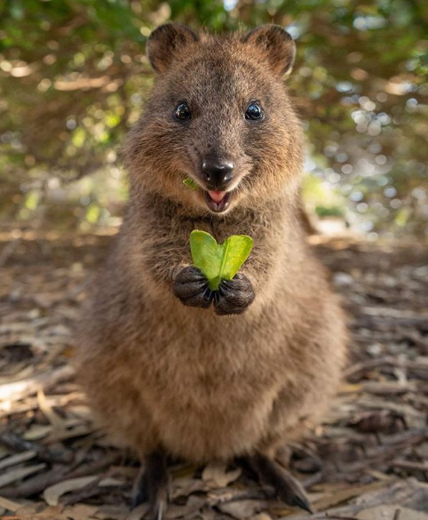 PetsLovers2019's tweet photo. ❤️Retweet please ❤️TY
#quokka #landscape #perthlife #love #amazing #beautiful  #Australia #rottnestisland #adorable #perthtodo #beautiful #happy #valentinesday #discoveraustralia #perth #westernaustralia #perthisok #justanotherdayinwa #seeaustralia #ausdayperth #valentines #heart https://t.co/Y7Kb0gRpeE