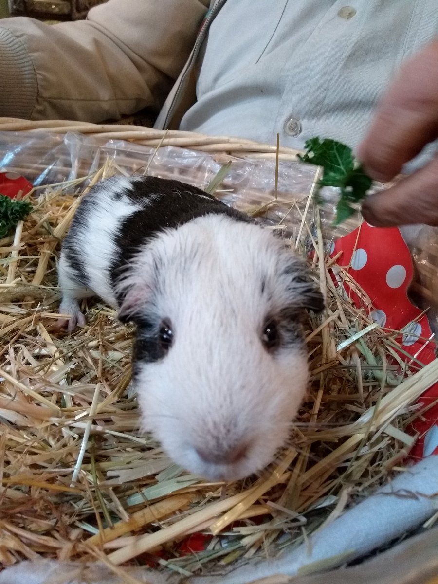 More outreach delivered with our partnership with <a href="/GatewayHousing/">Gateway Housing</a> and <a href="/StepneyCityFarm/">Stepney City Farm</a> animals! #animalassisted #greencare #therapy