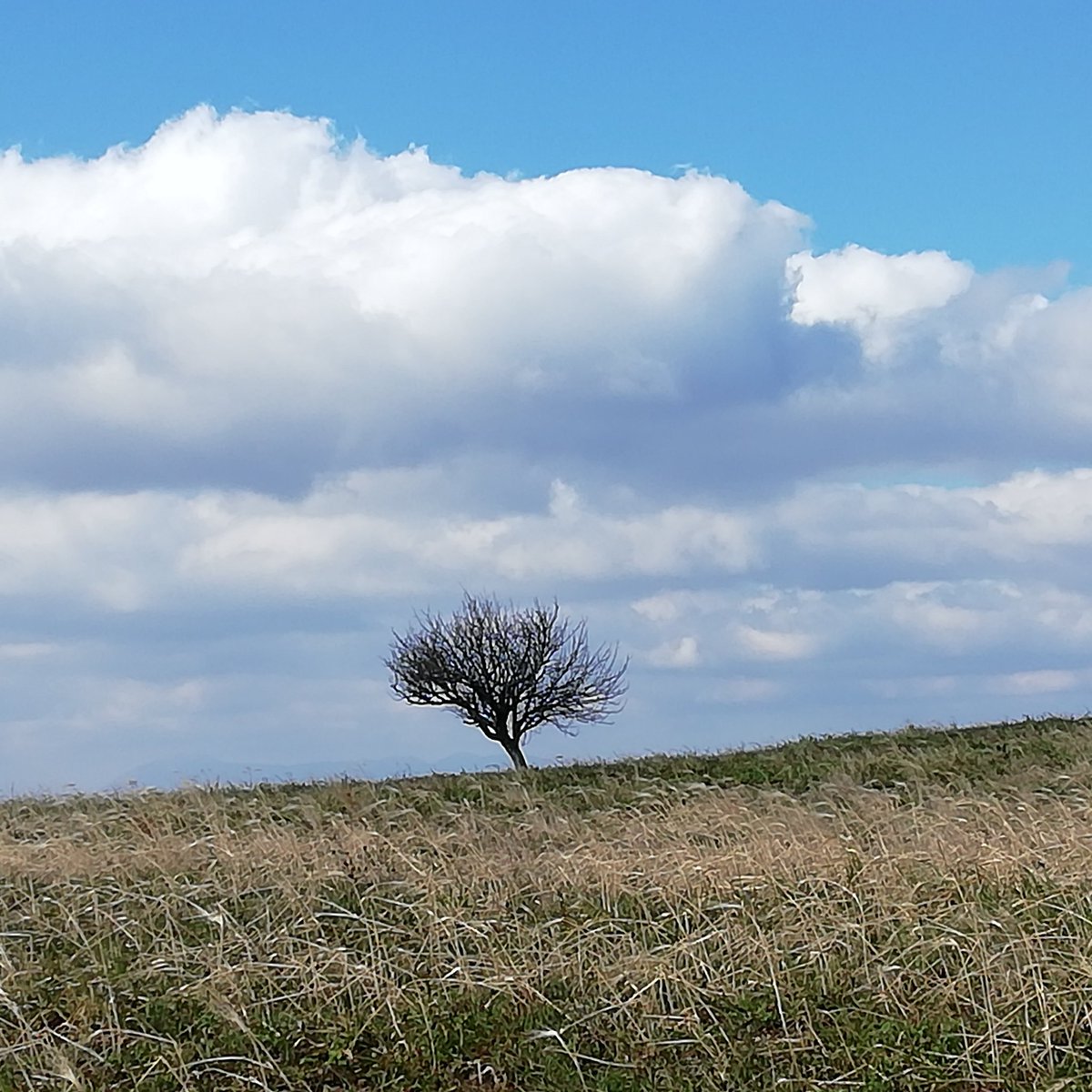 Erri5989's tweet photo. #buonalbergo #sannio #Fortore #albero #nuvole #natura https://t.co/SjQBkFRqPO