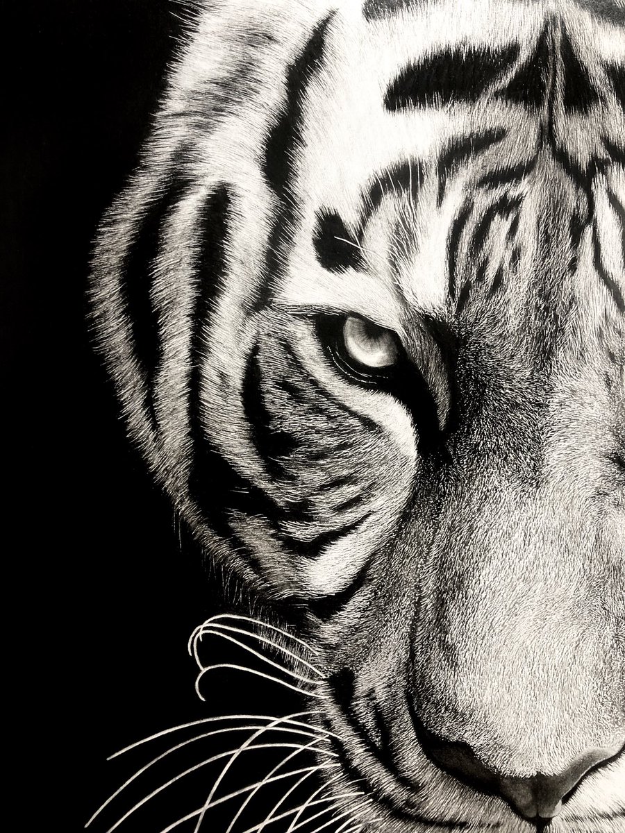 松田辰也 サイズの虎 鉛筆画の完成です 白黒 明暗って動物学的 色覚や波長レベルで考えても種の共通項で基本ですよね 人って可視光しか見えないし なのでやっぱり 白黒は奥深いし好きです