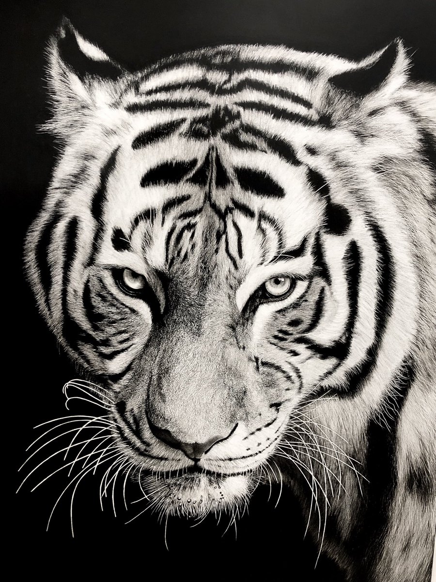 松田辰也 サイズの虎 鉛筆画の完成です 白黒 明暗って動物学的 色覚や波長レベルで考えても種の共通項で基本ですよね 人って可視光しか見えないし なのでやっぱり 白黒は奥深いし好きです