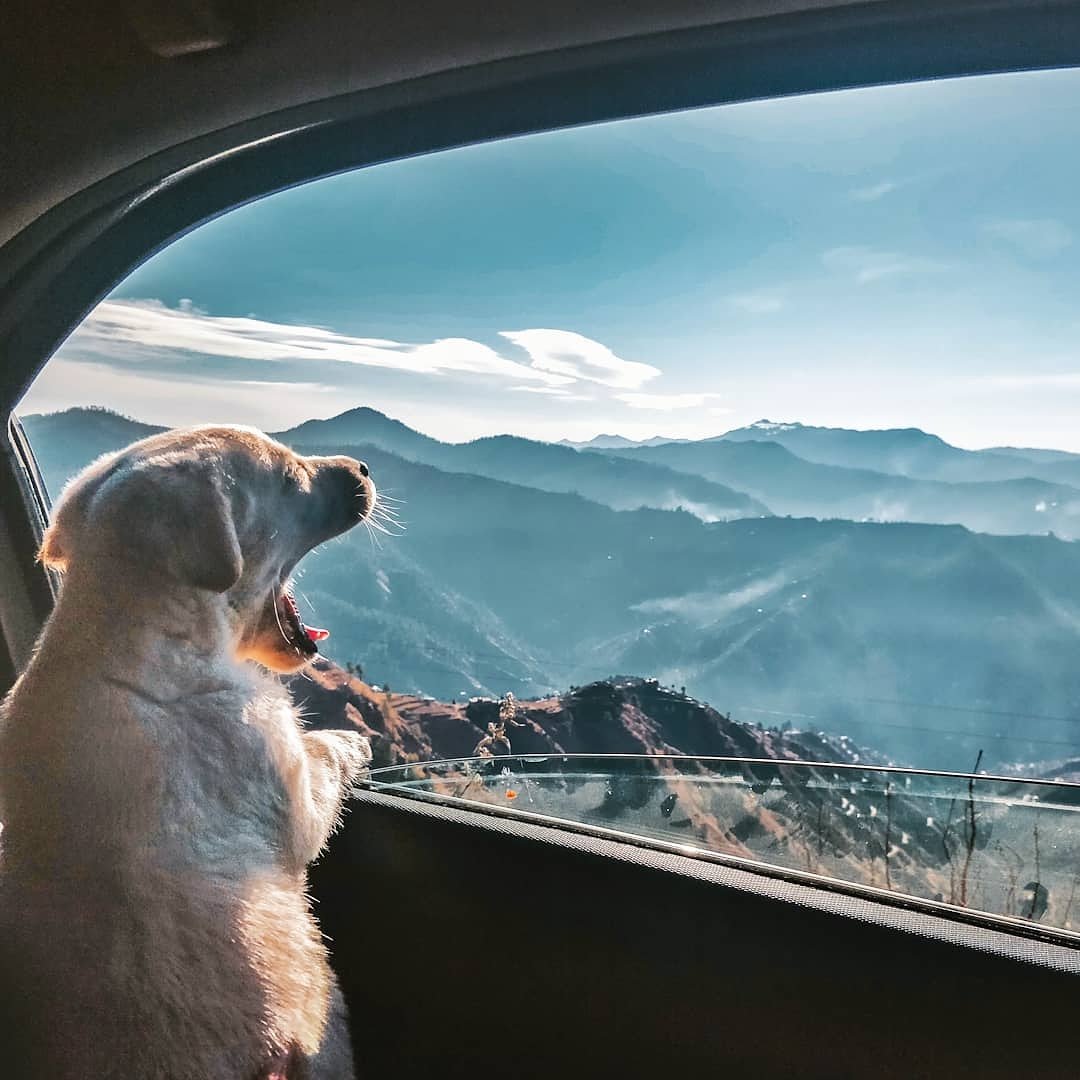 Slow down and and Live life for the moment.
.
.
.
.
.
.
.
📸 @abhie0587 / #indianphotography
.
.
.
.
.
.
.
.
.
#himachal_pradesh #himachal #himachalpradesh #shimla #manali #instahimachal #the_khedii_shimlaite #himachallife #shimladiaries #himachaldiaries #hippieinhills