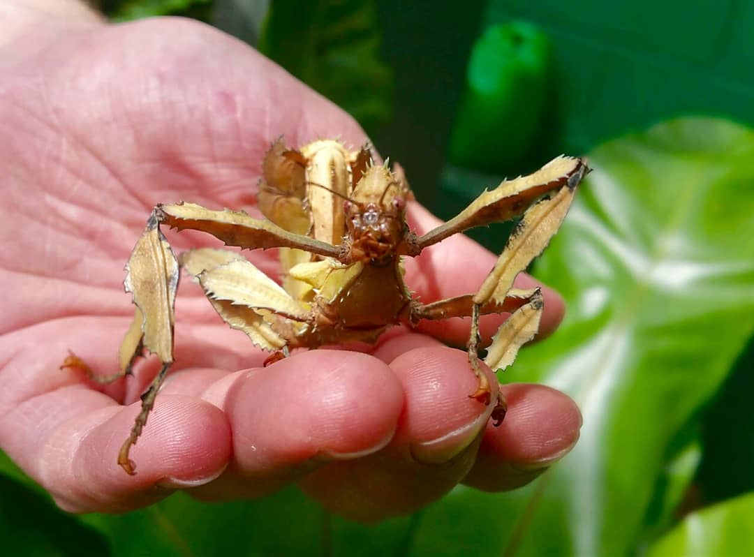 StratButterfly's tweet photo. #meettheminibeasts our fabulous handling sessions for all the family start today in the Discovery Zone. Twice a day every day during #halfterm 🌻🐛🐌🌺https://t.co/uwFNVGLUyg @ShakespearesEng @Brummiemummies @FamilyNetSUA @ATOwarwickshire https://t.co/CK8ATFr9VX