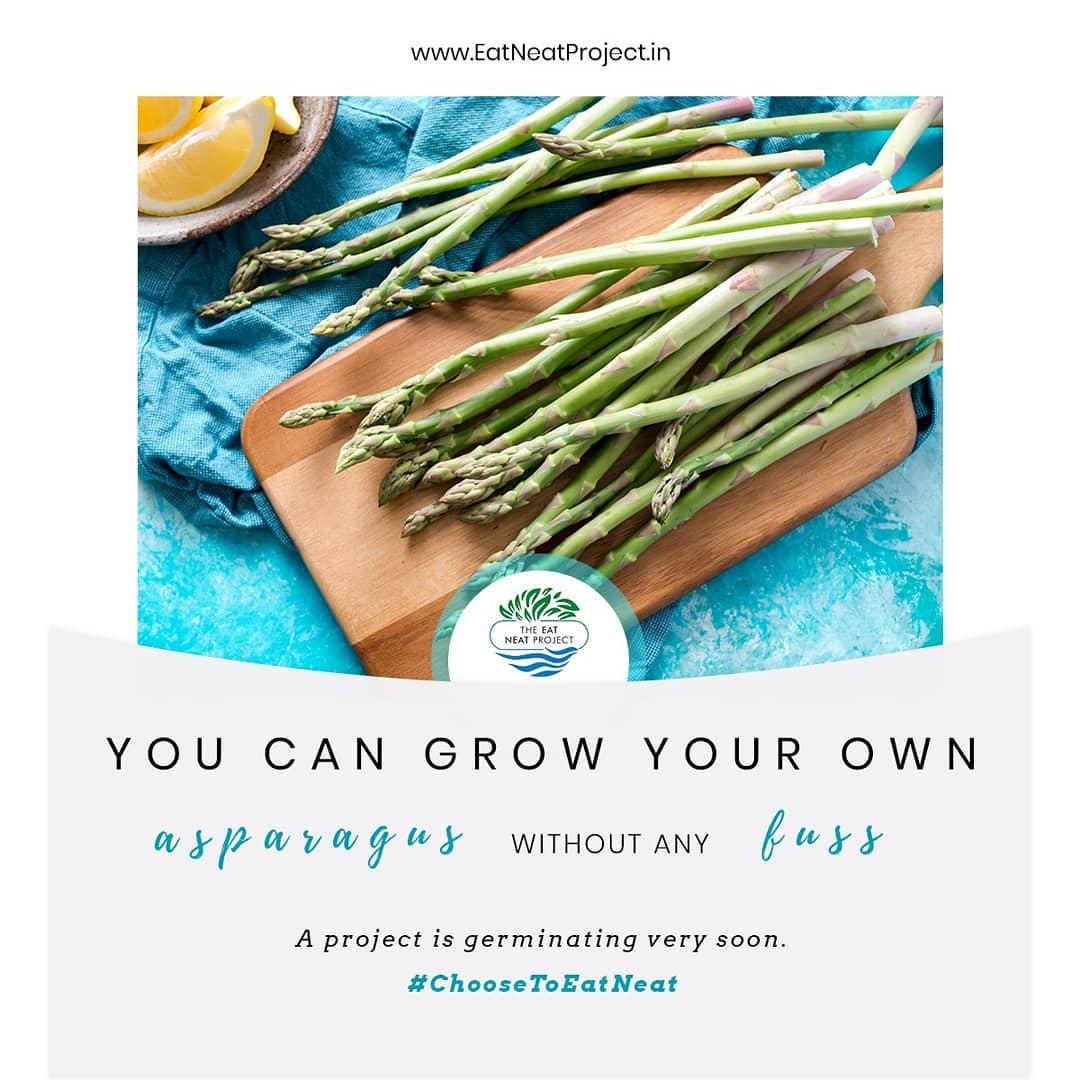 eatneatproject's tweet photo. Ever thought of #growing your own asparagus?
A project is germinating very soon...#ChooseToEatNeat
#eatneatproject #stopeatingshit #knowyourfood #eatclean #liveclean #changeisnear #foodrevolution #reducewastage #eatwholefood #definefood #supportlocalfarmers #organic #indoorfarm https://t.co/KjINnu09K5