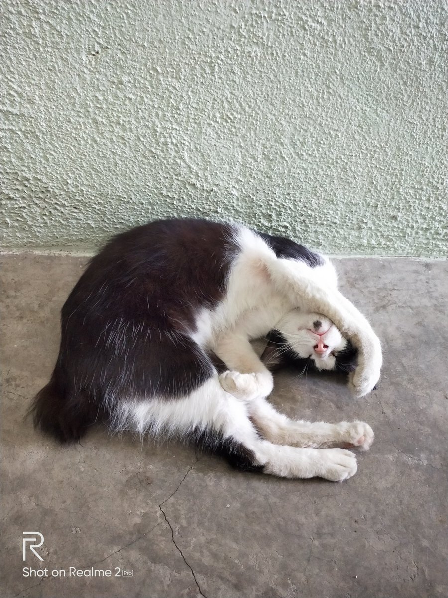ayidmazlan_'s tweet photo. Penat sangat ke jadi kucing ni? https://t.co/V297avex94