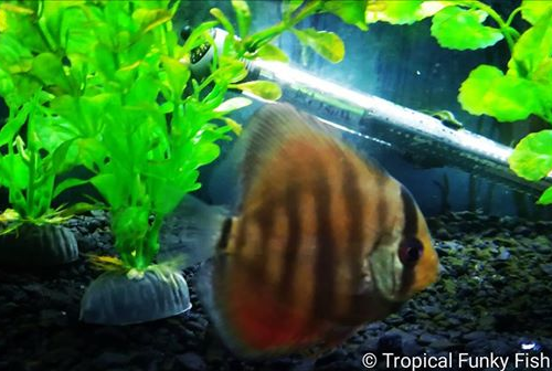 Good day 2 all #bizitalk users &amp; #tropicalfish keepers Here's an invitation 2 become members of the Tropical Funky Fish Facebook Group bit.ly/2VP13EY
Ask us #tropicalfish #water or  #fishtank questions and we'll do our best 2 answer them
Website bit.ly/2AdySGE