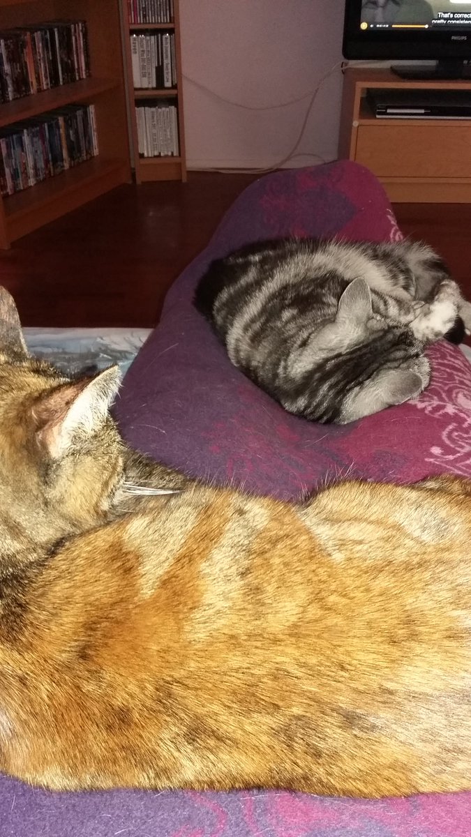 Petravdploeg's tweet photo. Fact: cats make it SO hard to get up and write. Especially if they sleep on you and you're just like: "I wouldn't want anyone waking me up while I was sleeping so soundly."
#writingcommunity what's your reason for not writing right now?
#problemsofawriter #writerslife https://t.co/jzSYOA2NcH