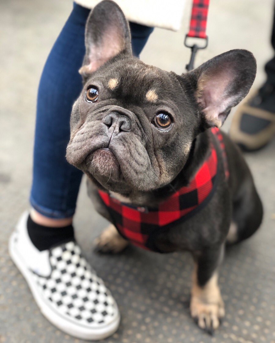 bandvtrading's tweet photo. Chase &amp; Claude the fabulous #frenchies know where to head to for a new harness, collar &amp; lead!! Great to meet you guys!! It’s a happy and sunny ☀️ Saturday head down and shake a paw, today &amp; every Sat, Sun, Tues, Thurs, Fri 9-4pm at the amazing &amp; #dogfriendly @altrinchammkt 🐾 https://t.co/bwOvTzJDTb