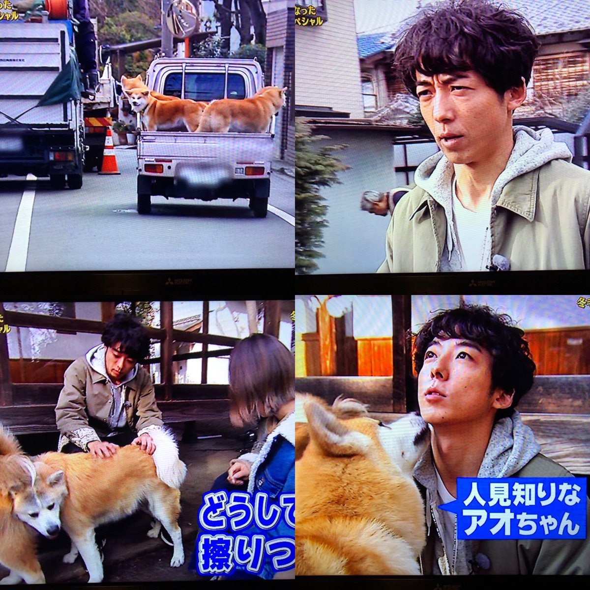 実家で犬13匹