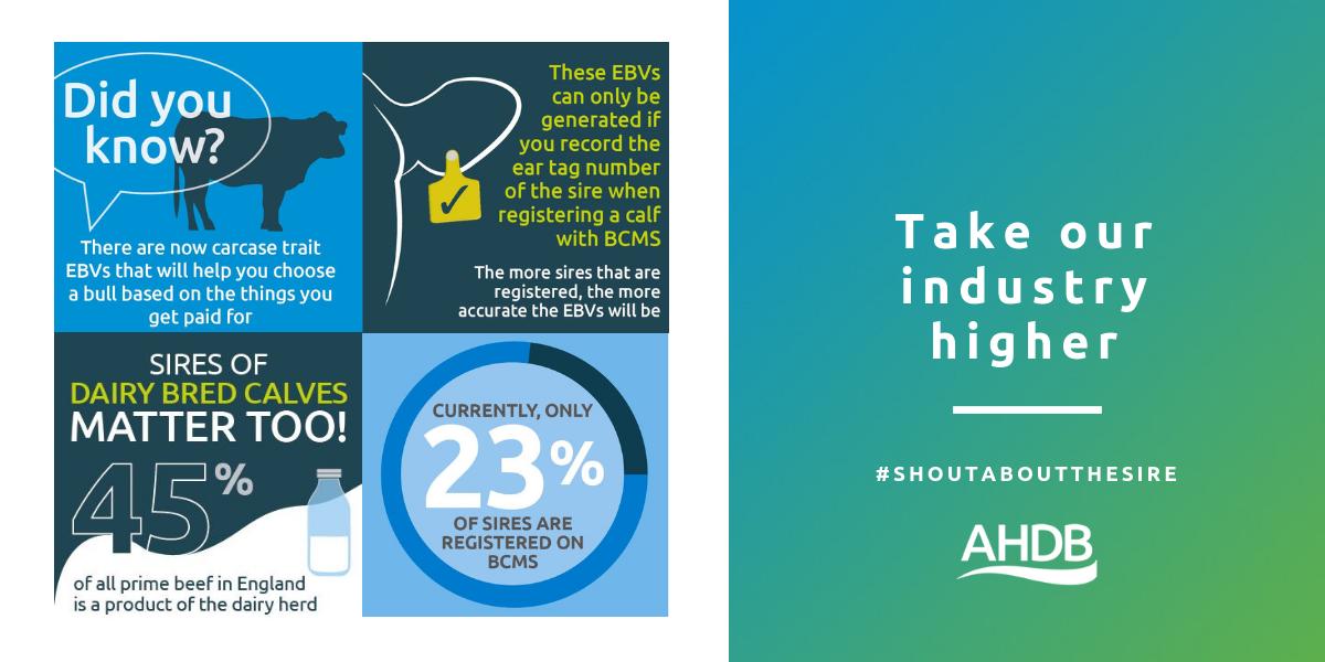 CISTelford's tweet photo. Launched at this years British Cattle Breeders Conference, @AHDB_BeefLamb #Shoutaboutthesire campaign follows the development of the new AHDB National Beef Evaluations #teambeef #BCBC19 https://t.co/2tQ8Kx60mL https://t.co/kmCptV0o1l