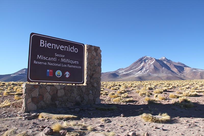 GOREAntofagasta's tweet image. Invitamos a los turistas para que disfruten de la belleza y bondades de las lagunas Miscanti y Miñiques, pertenecientes a la Reserva Nacional Los Flamencos, que a partir de hoy están abiertas al público.  @minagriantof  @conafminagri  @CONAFantof