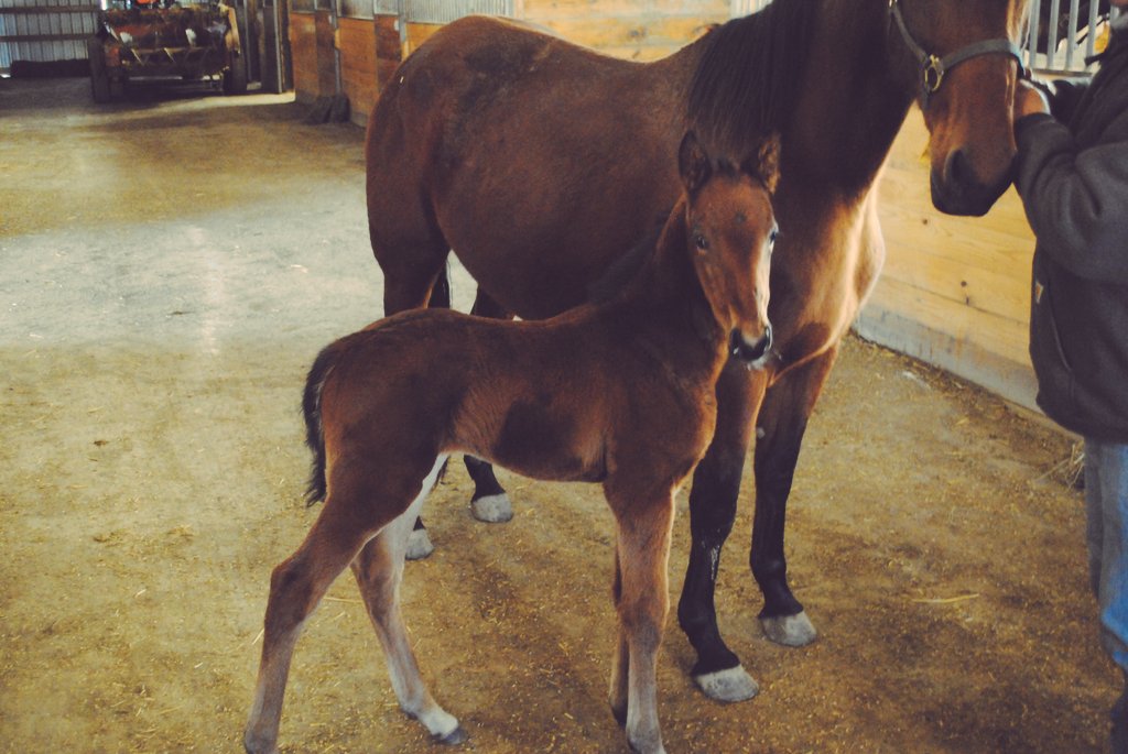 Seaside_148's tweet photo. Downbytheseaside and Peanut Bettor Shake foal at Spring Haven
#FallInLoveAtTheSeaside https://t.co/yHZGi1rlwy