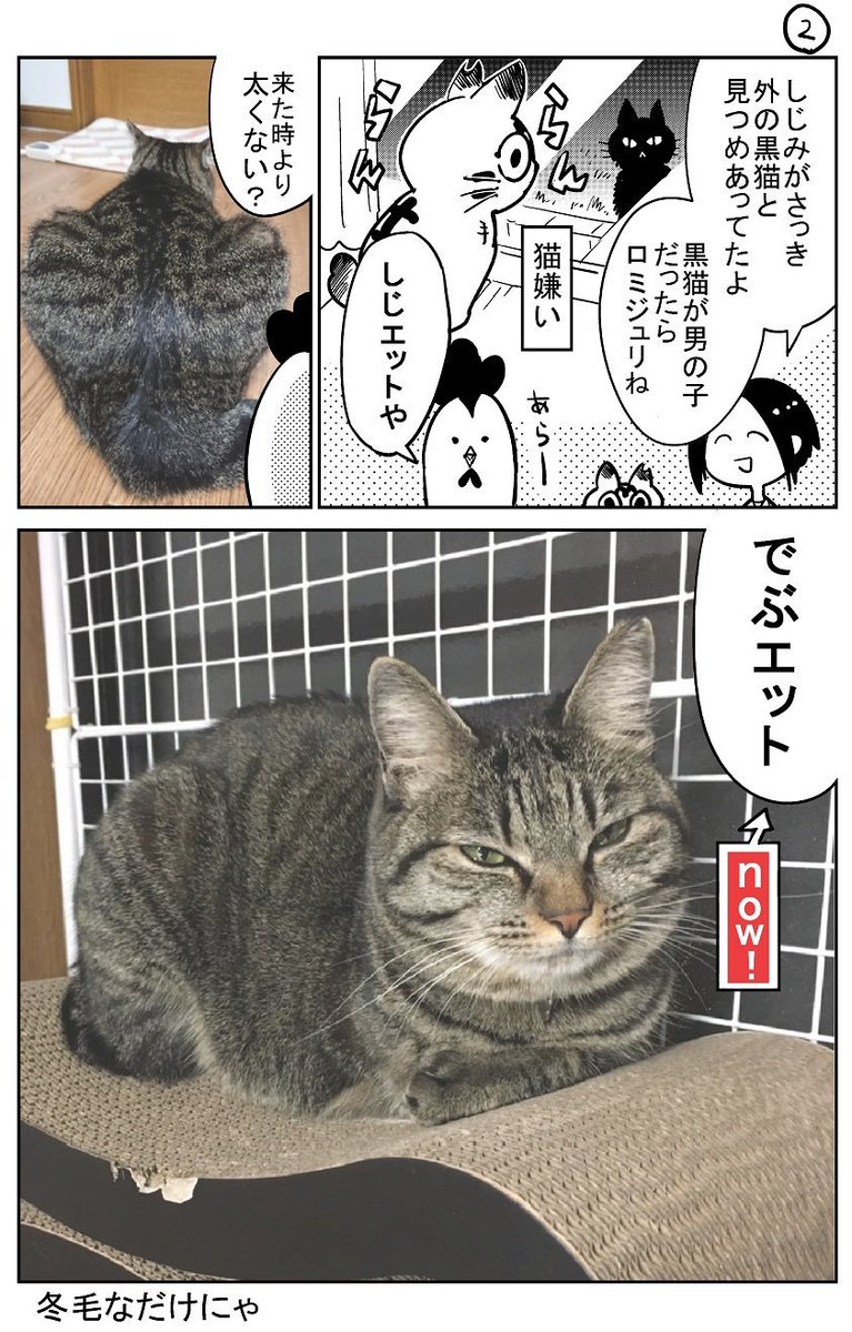 猫飼いました28 