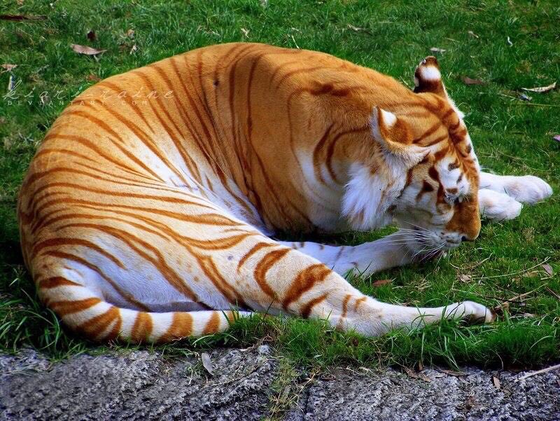 V_city7's tweet photo. Golden tiger hanya ada 30 ekor sahaja yang tinggal atas dunia nii. Lawa gilaaa . https://t.co/l35J5CHtWq